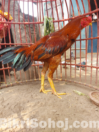 ১ টি সরালী মোরগ বিক্রি হবে